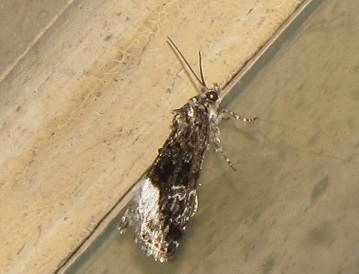 Deltote (Protodeltote) pygarga, Noctuidae